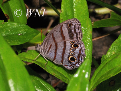 Blue-gray Satyr (Magneuptychia libye)